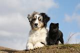 BERGER AUSTRALIEN & SCHIPPERKE 013
